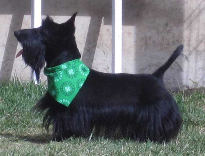 Scottish Terriers For Sale Scottish Terrier Breeder